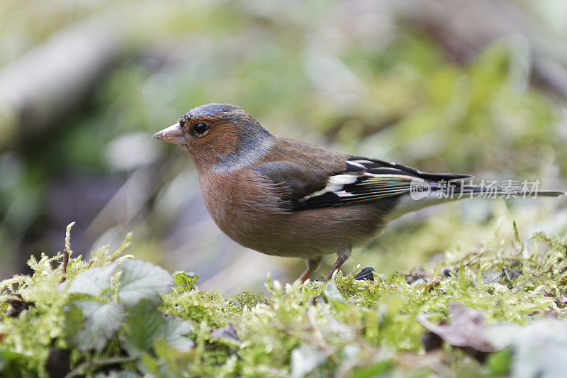 邪恶chaffch (Fringilla coelebs)